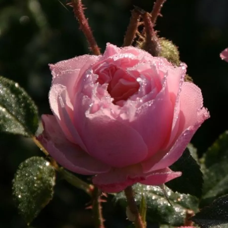 Angolrózsa virágú- magastörzsű rózsafa - Rózsa - Antique Rose - Kertészeti webáruház