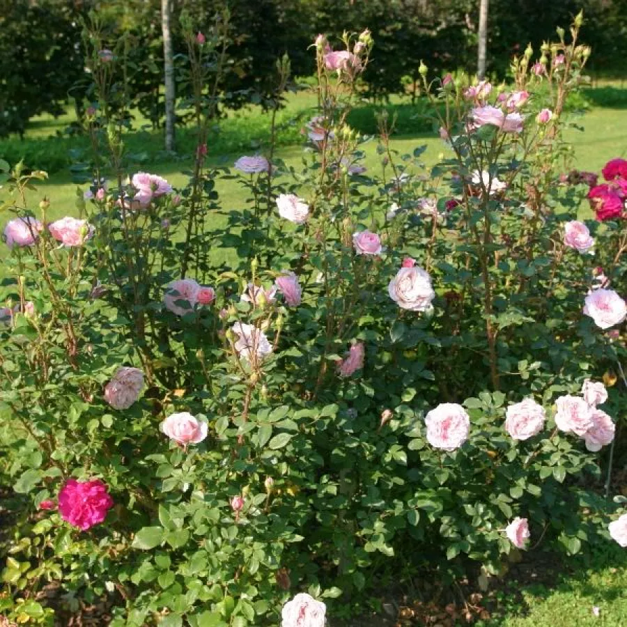 120-150 cm - Rosa - Antique Rose - rosal de pie alto