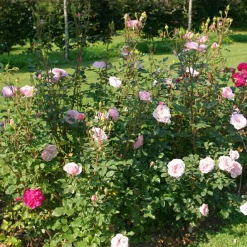 Rosa claro - árbol de rosas inglés- rosal de pie alto - rosa de fragancia moderadamente intensa - ácido