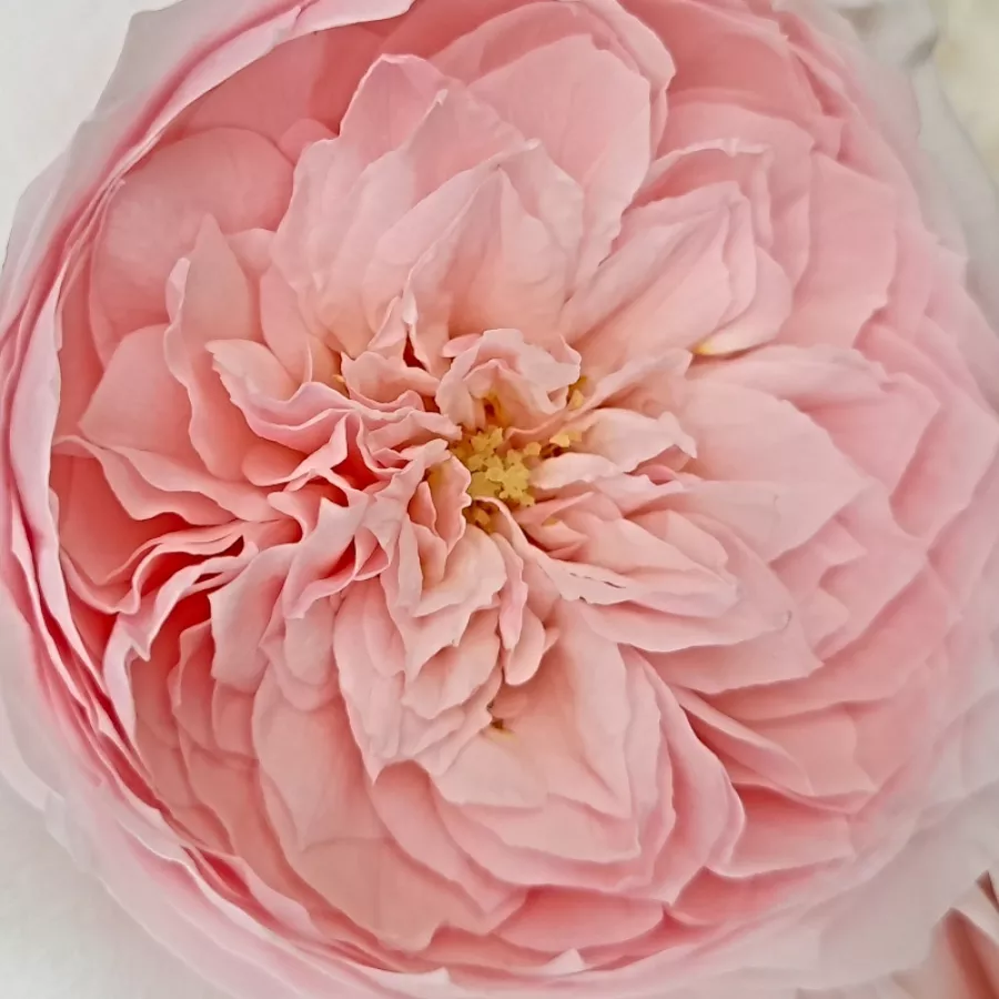 Csokros - Rózsa - Antique Rose - Kertészeti webáruház