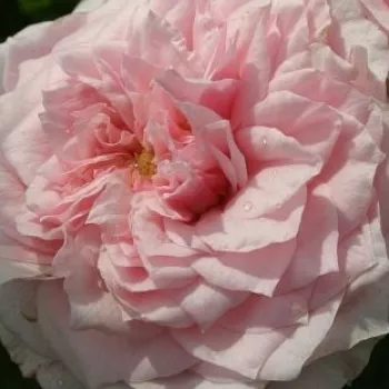 Online rózsa kertészet - rózsaszín - nosztalgia rózsa - közepesen illatos rózsa - savanyú aromájú - Antique Rose - (100-120 cm)