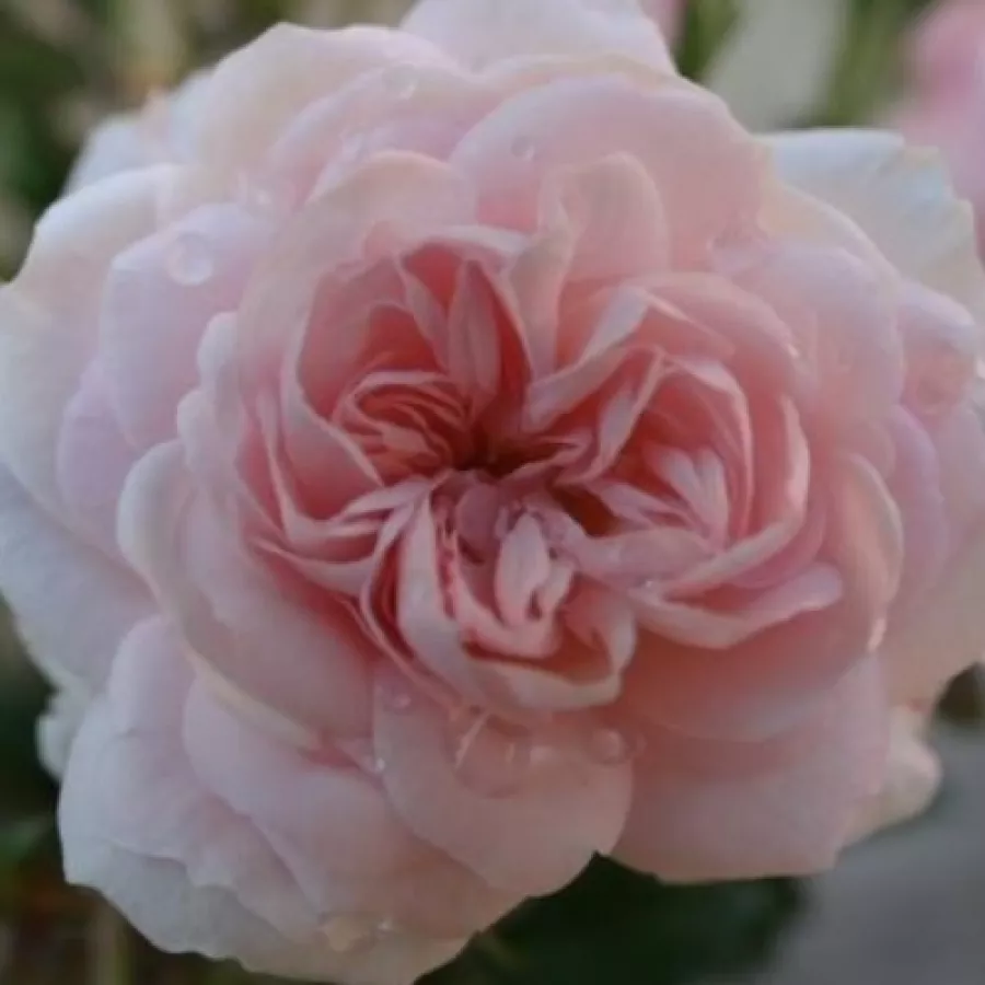 Różowy - Róża - Beatrice Krismer - róże sklep internetowy