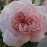 Róża rabatowa grandiflora - floribunda - umiarkowanie pachnąca róża - zapach piżma - sadzonki róż sklep internetowy - online - Rosa Beatrice Krismer - różowy