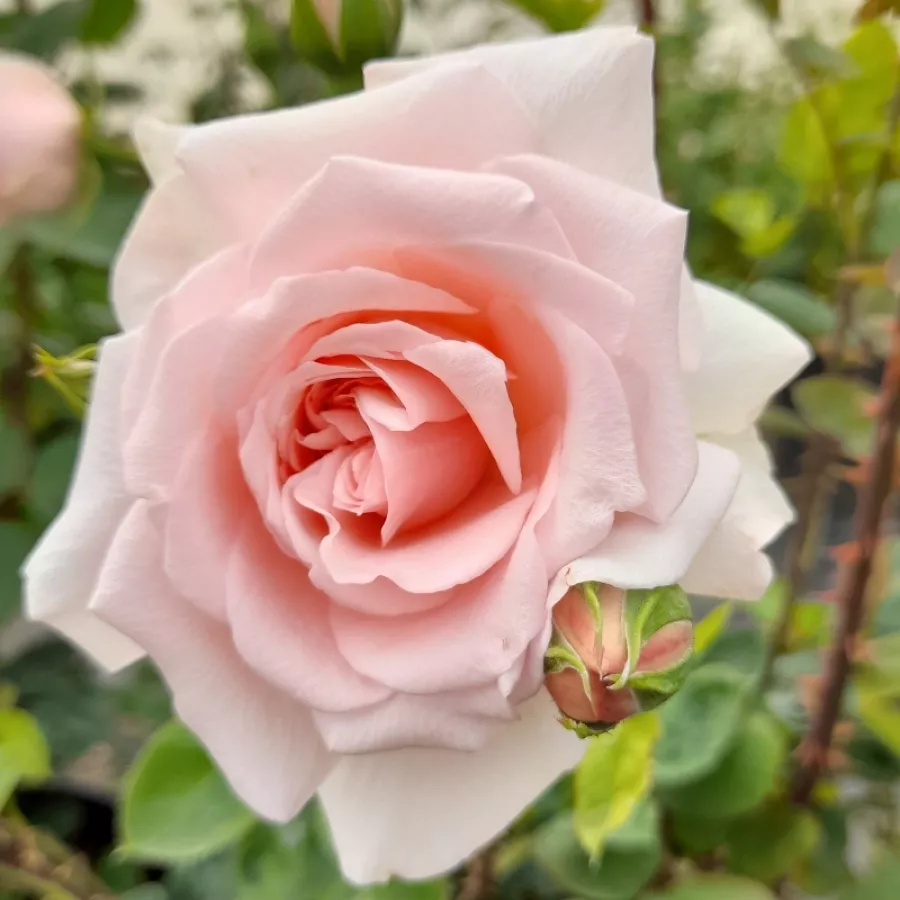 Vrtnica grandiflora - floribunda za cvetlično gredo - Roza - Beatrice Krismer - vrtnice online