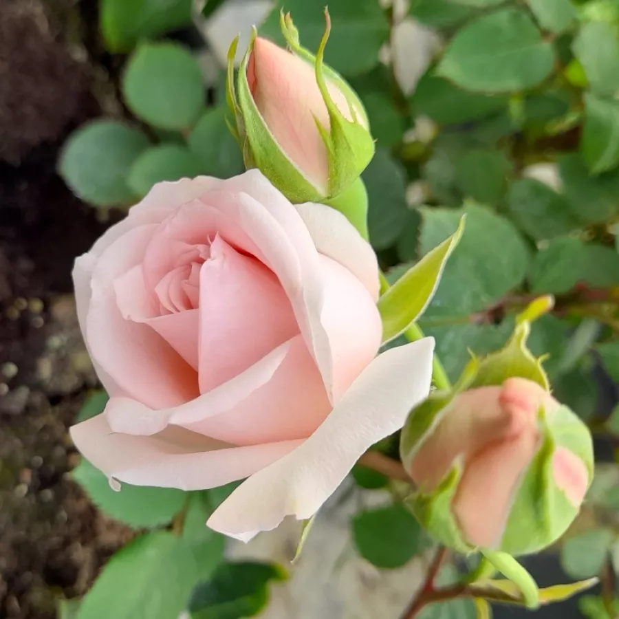 Umiarkowanie pachnąca róża - Róża - Beatrice Krismer - róże sklep internetowy