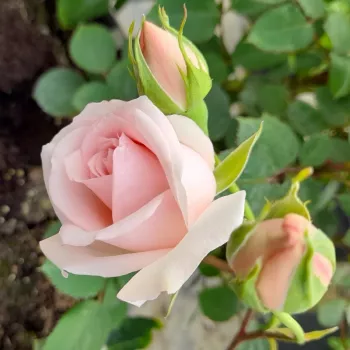 Rosa Beatrice Krismer - różowy - róża rabatowa grandiflora - floribunda