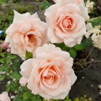 Color salmón - rosales grandifloras floribundas - rosa de fragancia moderadamente intensa - almizcle
