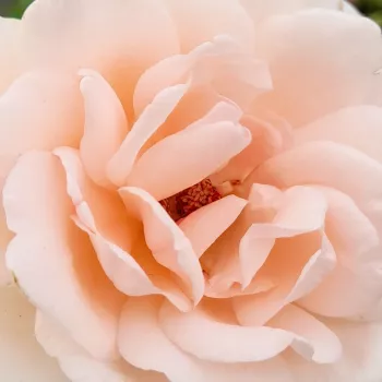 Web trgovina ruža - grandiflora - floribunda ruža za gredice - umjereno mirisna ruža - mošusna aroma - Beatrice Krismer - ružičasta - (100-120 cm)