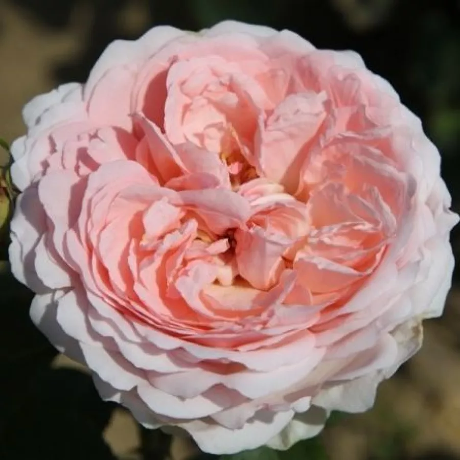 Virágágyi grandiflora - floribunda rózsa - Rózsa - Clara's Choice - online rózsa vásárlás