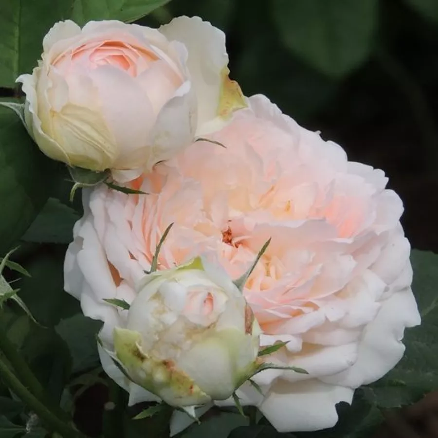 Vrtnica grandiflora - floribunda za cvetlično gredo - Roza - Clara's Choice - vrtnice online