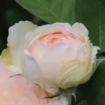 Rosa Clara's Choice - roza - vrtnica grandiflora - floribunda za cvetlično gredo