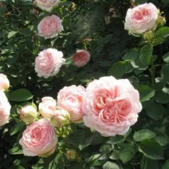 Svetlo roza - vrtnica grandiflora - floribunda za cvetlično gredo - diskreten vonj vrtnice - aroma janeža