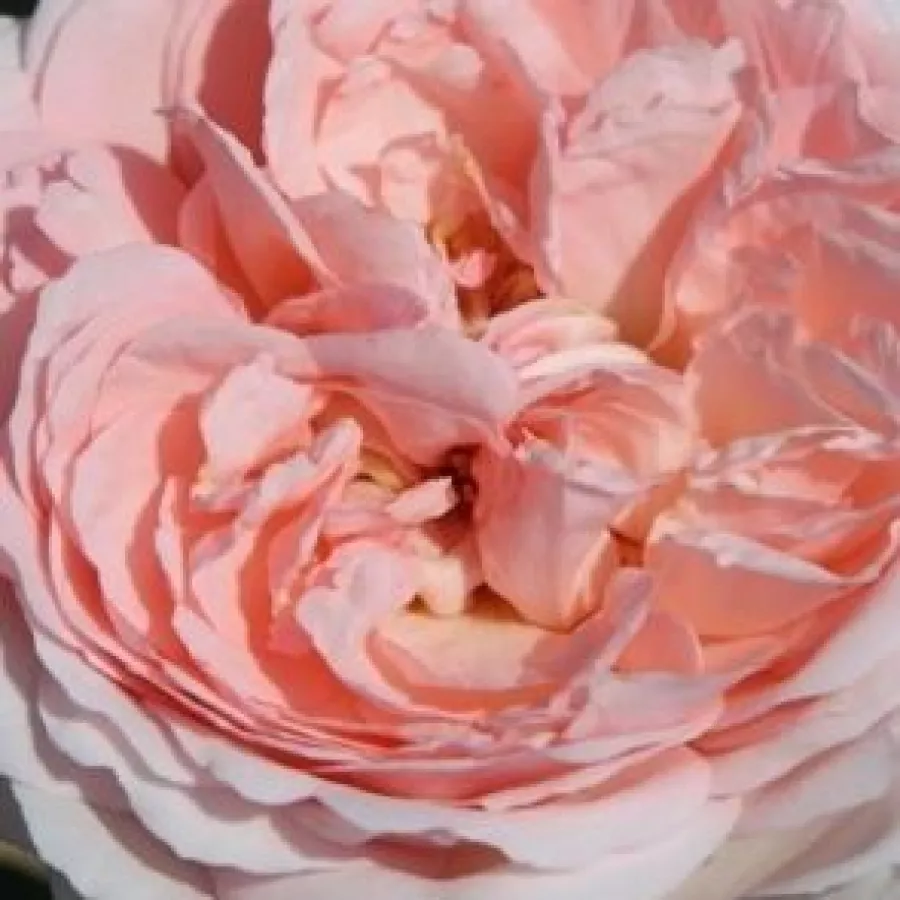 John Scarman - Róża - Clara's Choice - sadzonki róż sklep internetowy - online