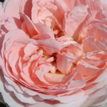 Online rózsa kertészet - virágágyi grandiflora - floribunda rózsa - diszkrét illatú rózsa - ánizs aromájú - Clara's Choice - rózsaszín - (100-130 cm)