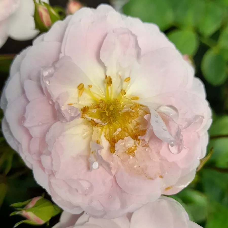 Biały - Róża - Dainty White - róże sklep internetowy