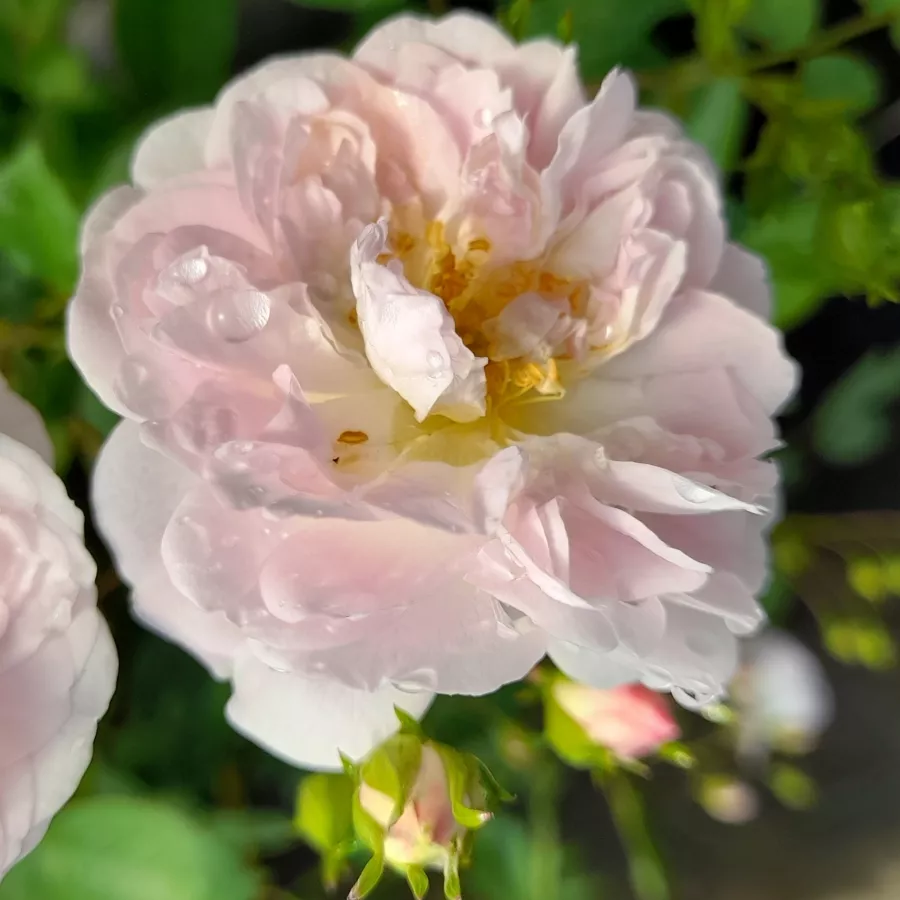 šaličast - Ruža - Dainty White - sadnice ruža - proizvodnja i prodaja sadnica
