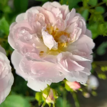 Rosa Dainty White - fehér - törpe - mini rózsa