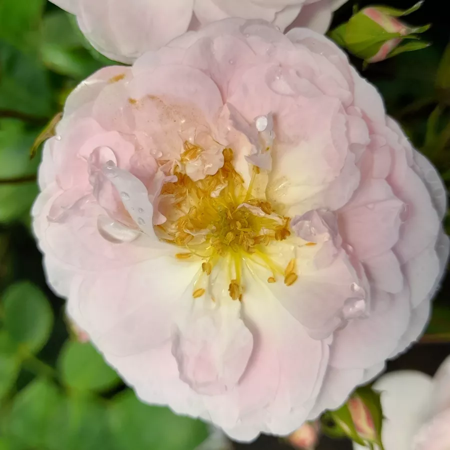 MINI - TÖRPE RÓZSA - Roza - Dainty White - vrtnice - proizvodnja in spletna prodaja sadik