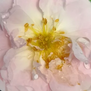 Online rózsa kertészet -  - fehér - törpe - mini rózsa - diszkrét illatú rózsa - Dainty White - (40-50 cm)
