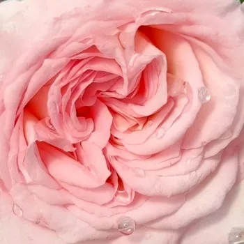 Rózsa kertészet - fehér - nosztalgia rózsa - Daisy's Delight - diszkrét illatú rózsa - édes aromájú - (100-120 cm)