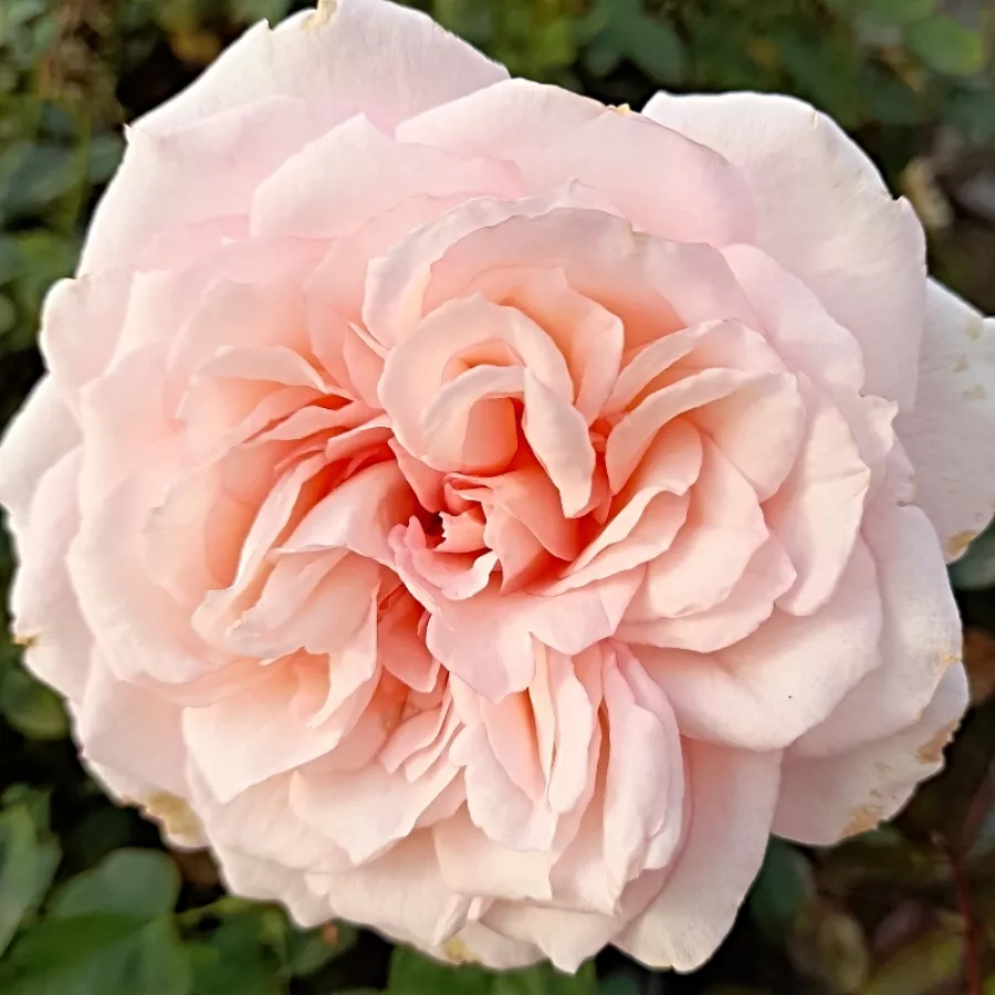 Blanco - Rosa - Daisy's Delight - rosal de pie alto