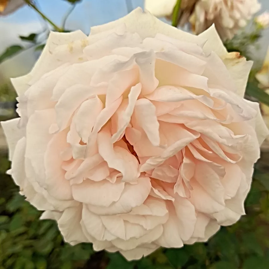 John Scarman - Rosa - Daisy's Delight - rosal de pie alto