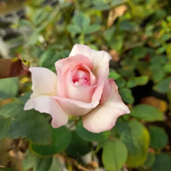 Rosa Daisy's Delight - blanco - árbol de rosas inglés- rosal de pie alto