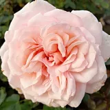 Angolrózsa virágú- magastörzsű rózsafa - Online rózsa rendelés - fehér - Rosa Daisy's Delight - diszkrét illatú rózsa - édes aromájú