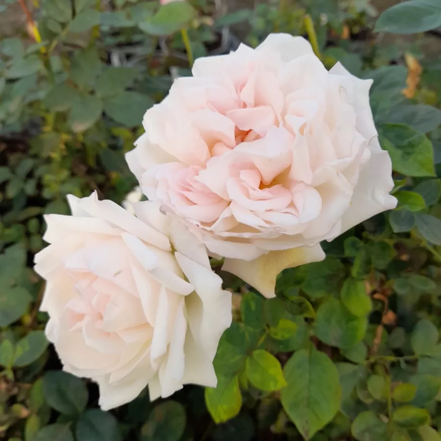 ROMANTIČNE VRTNICE - Roza - Daisy's Delight - vrtnice - proizvodnja in spletna prodaja sadik