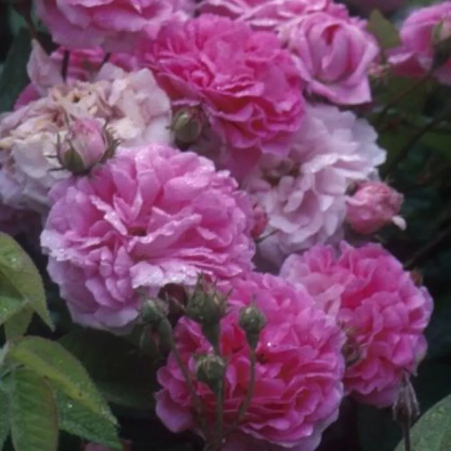 Rózsaszín - Rózsa - Marbled Gallica - Online rózsa rendelés