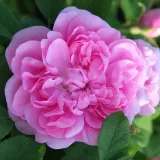 Rosa - rosal de pie alto - árbol de rosas de flores en grupo - rosal de pie alto - Rosa Marbled Gallica - rosa de fragancia intensa - miel