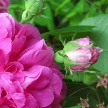 Rosa Marbled Gallica - rosa - árbol de rosas de flores en grupo - rosal de pie alto