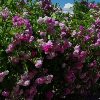 Sötétrózsaszín - csokros virágú - magastörzsű rózsafa - intenzív illatú rózsa - méz aromájú