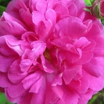 Online rózsa kertészet - rózsaszín - csokros virágú - magastörzsű rózsafa - Marbled Gallica - intenzív illatú rózsa - méz aromájú