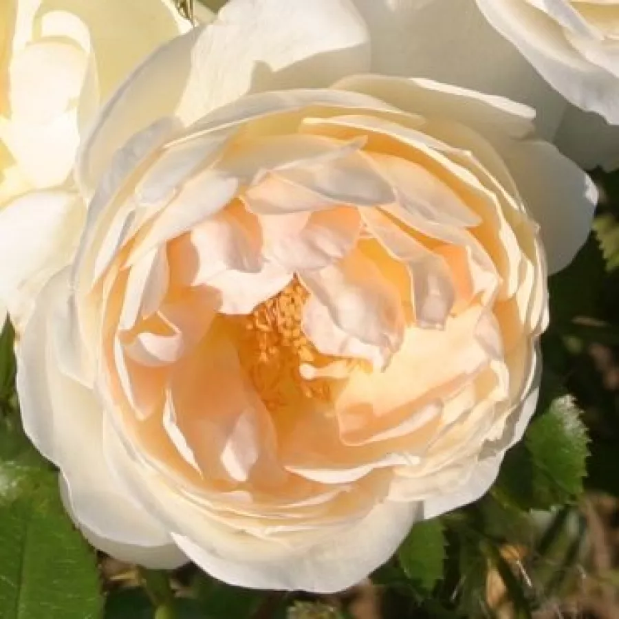Parkrózsa - Rózsa - Marita - online rózsa vásárlás