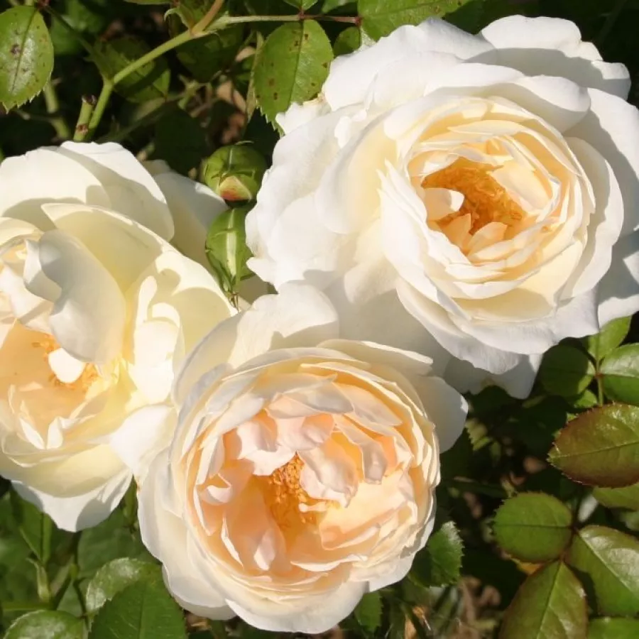 Róża parkowa - Róża - Marita - róże sklep internetowy