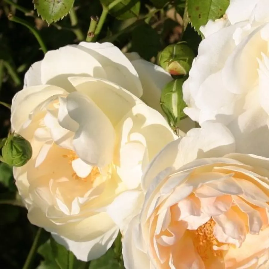 Fehér - Rózsa - Marita - online rózsa vásárlás