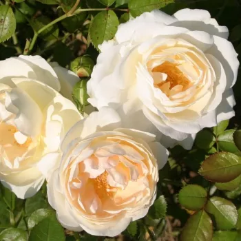 Krémszínű - parkrózsa - intenzív illatú rózsa - pézsma aromájú