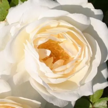 Online rózsa vásárlás - fehér - parkrózsa - intenzív illatú rózsa - pézsma aromájú - Marita - (100-150 cm)