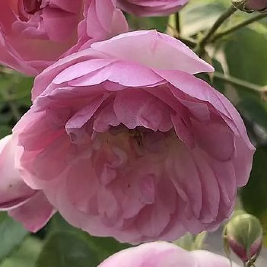 Różowy - Róża - Mozart's Lady - róże sklep internetowy