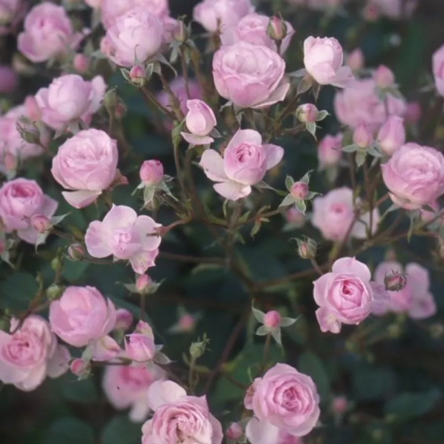 Park ruža - Ruža - Mozart's Lady - sadnice ruža - proizvodnja i prodaja sadnica