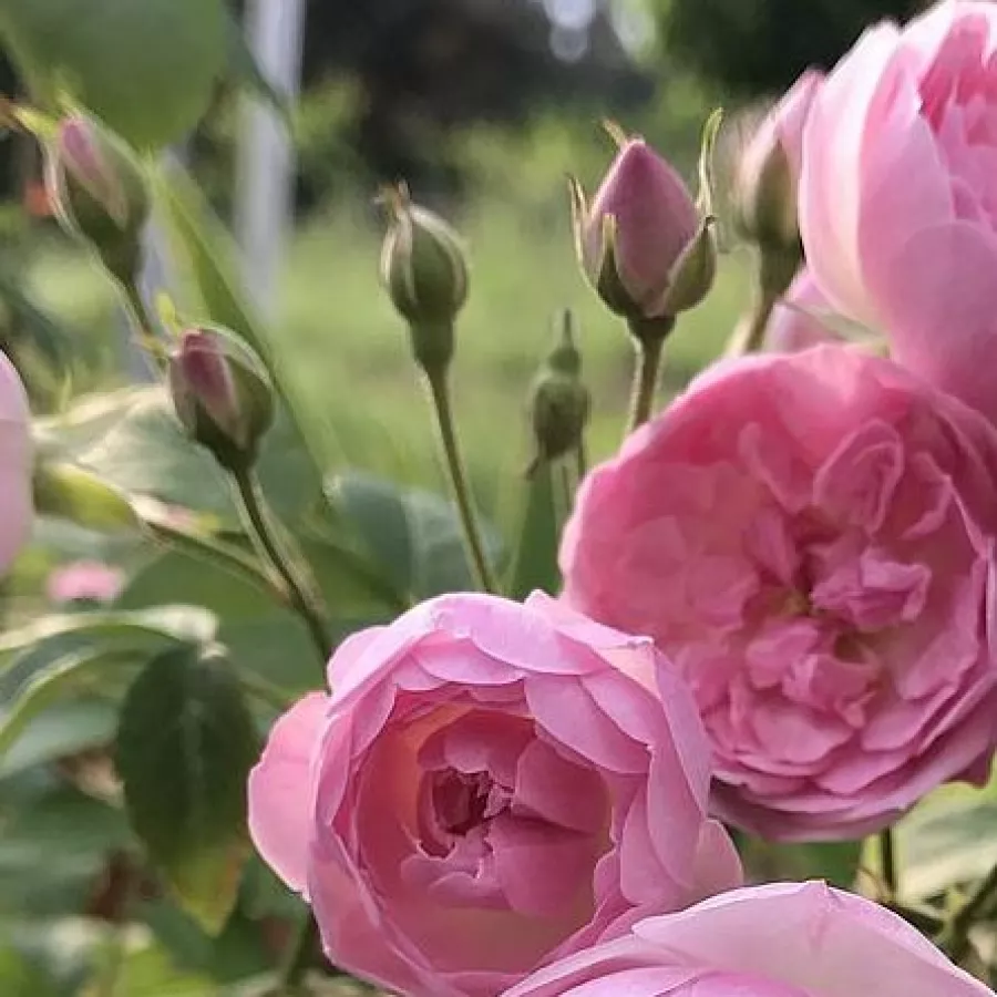 Kroglasta - Roza - Mozart's Lady - vrtnice online