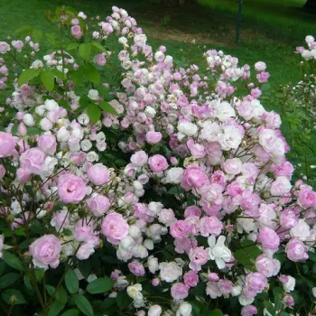 Világos rózsaszín - parkrózsa - diszkrét illatú rózsa - citrom aromájú