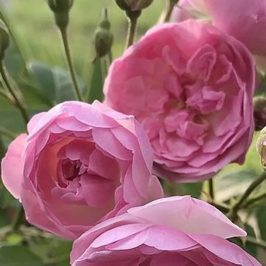 John Scarman - Ruža - Mozart's Lady - sadnice ruža - proizvodnja i prodaja sadnica