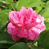 Rózsaszín - törpe - mini rózsa - Online rózsa vásárlás - Rosa Bajor Gizi - közepesen illatos rózsa - pézsmás aromájú