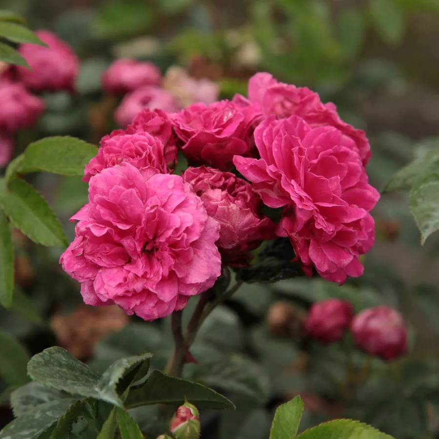 Rózsaszín - Rózsa - Bajor Gizi - Online rózsa rendelés