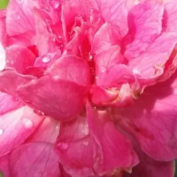 Naročanje vrtnic - Mini - pritlikave vrtnice - roza - Zmerno intenzivni vonj vrtnice - Bajor Gizi - (30-40 cm)