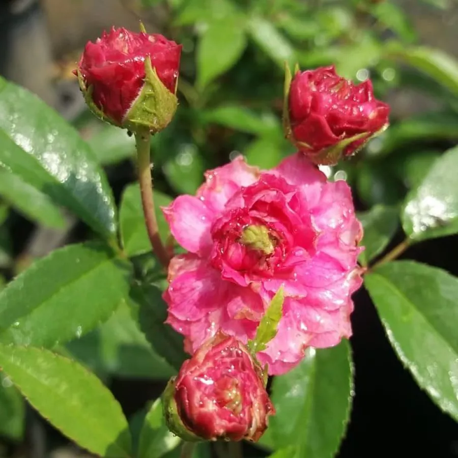 árbol de rosas miniatura - rosal de pie alto - Rosa - Bajor Gizi - rosal de pie alto