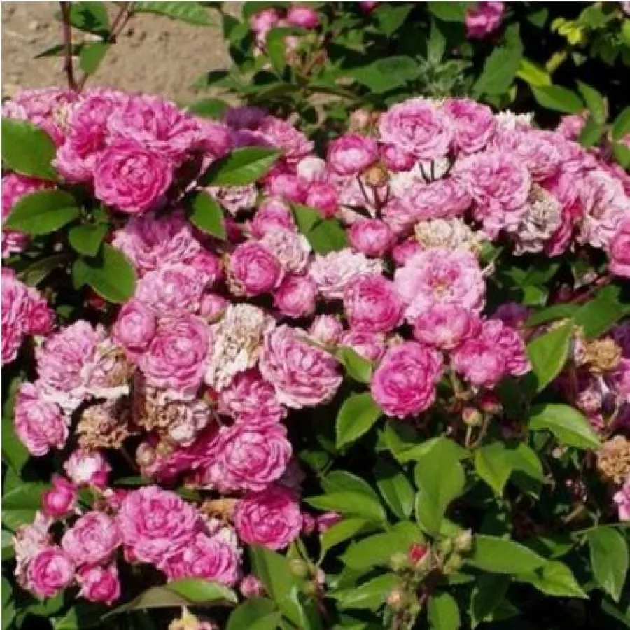 120-150 cm - Rosa - Bajor Gizi - rosal de pie alto