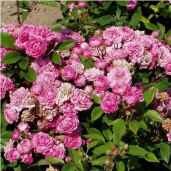 Carmin - roz - trandafiri pomisor - Trandafir copac cu trunchi înalt – cu flori mărunți